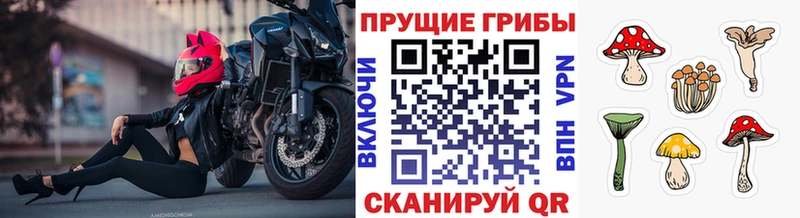 OMG ссылки  Красавино  Псилоцибиновые грибы GOLDEN TEACHER  сайты даркнета официальный сайт  где продают наркотики 